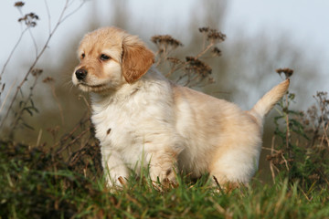 la pose fière et immobile du chiot hovawart en campagne