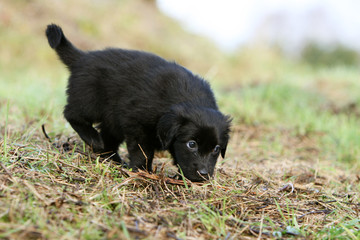 chiot hovawart noir flairant l'herbe du jardin en automne