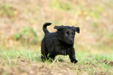 la course du chiot hovawart noir aux yeux bleus en campagne