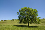 Tree in field