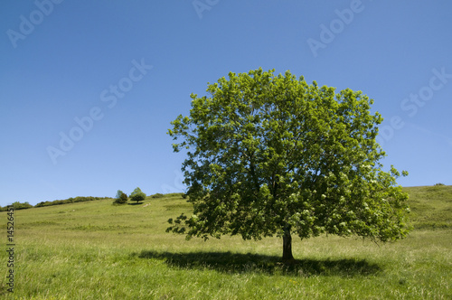 Tree in field