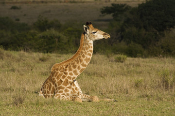 Giraffe lying down