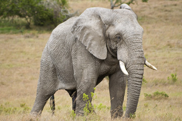 Fototapeta na wymiar Elephant Bull