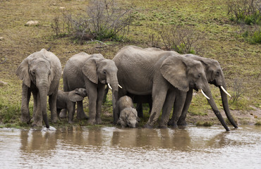 Fototapeta premium Elephant herd drinking water