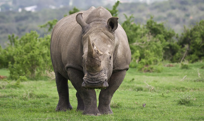 Rhino male © JasonPrince