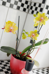 Gelbe Orchidee im Badezimmer Phalaenopsis