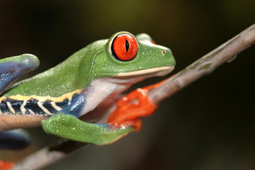 red eyed tree frog