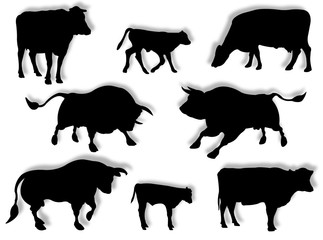Mucca, toro e vitello in silhouette - obrazy, fototapety, plakaty
