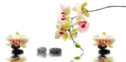 abstract background :orchids and pebbles reflected in the water