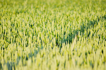 Landwirtschaft. Getreide