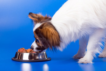Young papillon