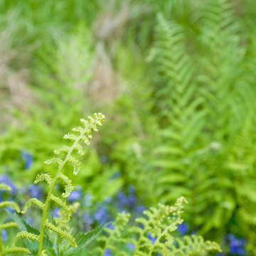 spring background with unfurling fern leaf and bluebells out of