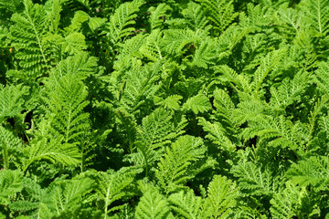 Ferns