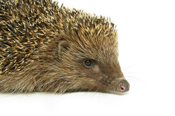hedgehog