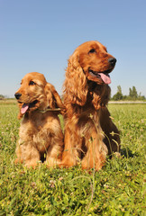chiot et adulte cocker