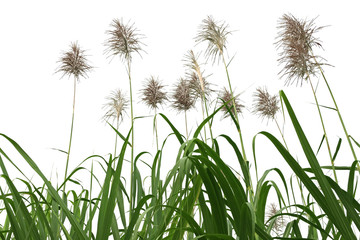 canne à sucre en fleurs