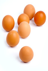 egg's collection 03