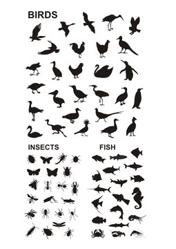 vector silhouettes of birds, insects, fish