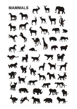 vector silhouettes of mammals