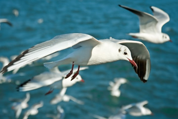 Close-up of seagull