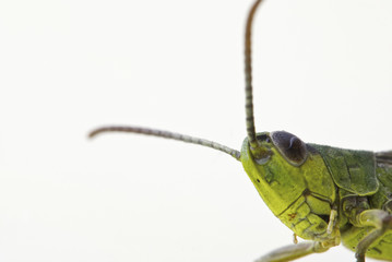 Gemeine Grashüpfer - Chorthippus parallelus