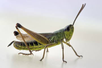 Gemeiner Grashüpfer - Chorthippus parallelus