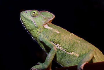 Jemenchamäleon - Chamaeleo calyptratus