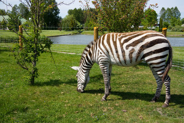 Fototapeta na wymiar zebra in a zoo