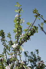 Fototapeta na wymiar Apple blossom towards light blue sky