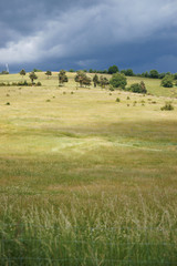 Obraz premium colline arborée