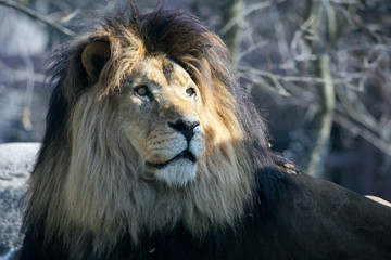 Male lion gazing into distance