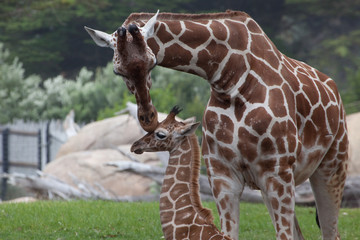 Naklejka premium Giraffe mother kissing baby