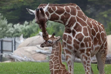 Crédence de cuisine en verre imprimé Girafe Giraffe mother kissing baby
