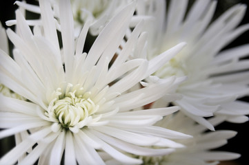 fleurs blanches