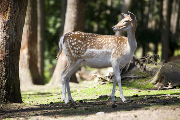 weibliches reh im wald