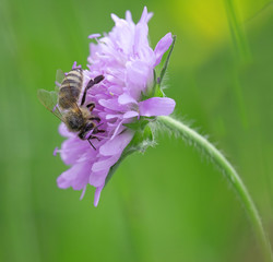 bee on a flower