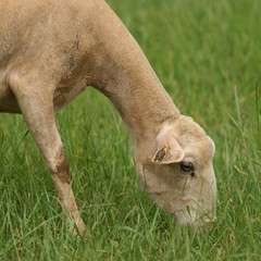 Obraz premium tete de mouton