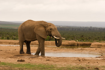 A lone bull elephant drinking at a water hole
