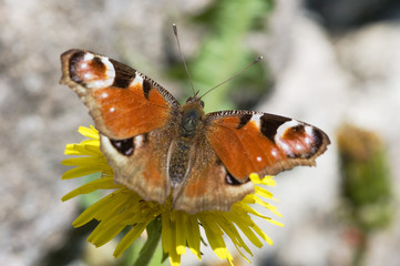 peacock butterfly