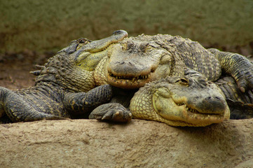 Gators