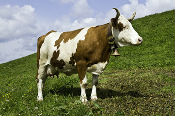Fototapeta na wymiar Kuh auf der Alm