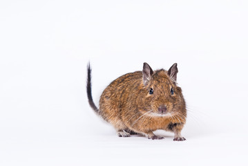 degu