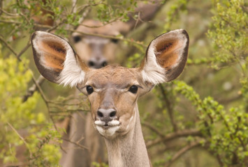 Two alert kudu in the bush with the back one out of focus
