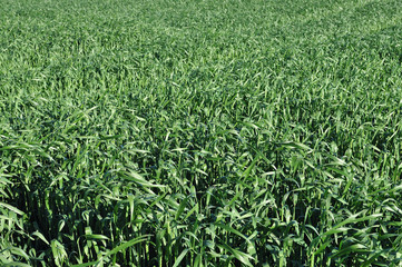 Obraz premium Piantagione