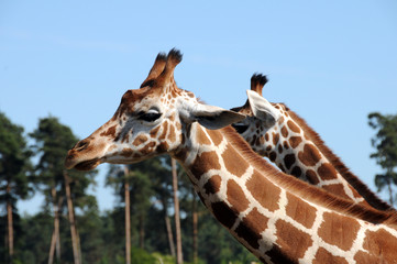 giraffenpaar