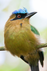 motmot bird