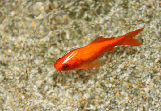Goldfisch im Wasser
