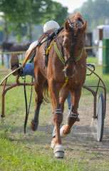 Harness racing