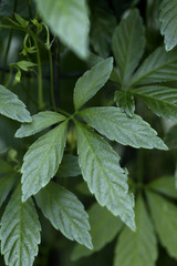 Jiaogulan lat. Gynostemma pentaphyllum