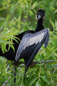 Aninga comune